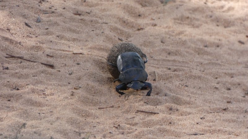 Dung beatle.jpg